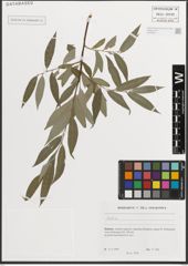 Foto von Salix L.